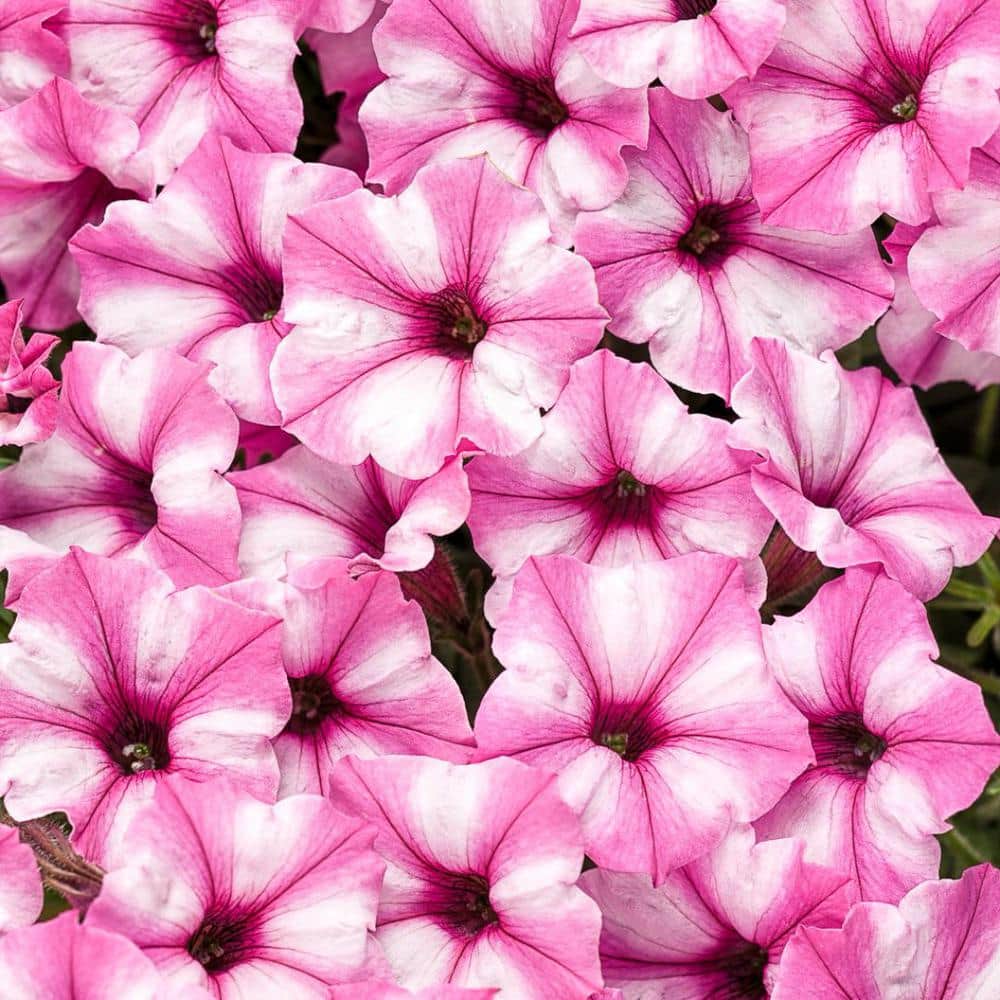 4.25 in. Eco+Grande Supertunia Mini Vista Pink Star (Petunia) Live Plant, Light Pink and White Striped Flowers (4-Pack) - Hercitys