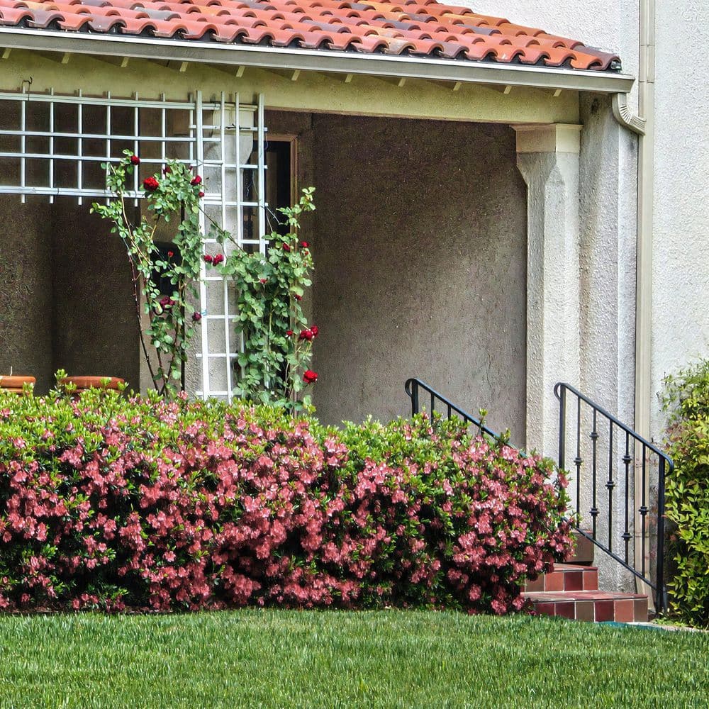 2.5 Quart Azalea ‘Blaauw’s Pink’ Flowering Shrub with Pink Flowers - Hercitys