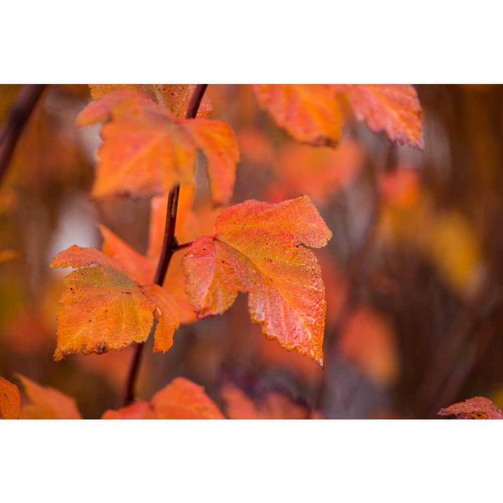 2 Gal. Amber Jubilee Ninebark (Physocarpus) Live Shrub with White Flowers - Hercitys