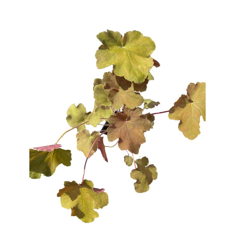 3 Caramel Heuchera Plants in 3 Separate 4 in. Pots - Hercitys