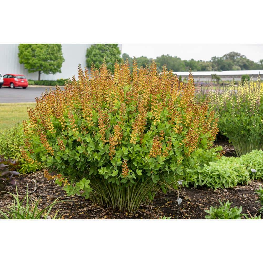 3 Gal. Cherries Jubilee Baptisia Live Perennial Plant (1-Pack) - Hercitys
