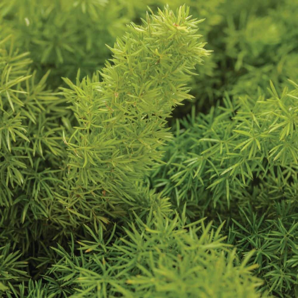 4.5 in. Qt. Myersii Foxtail Fern (Asparagus Densiflorus) Live Annual Plant with Green Foliage - Hercitys