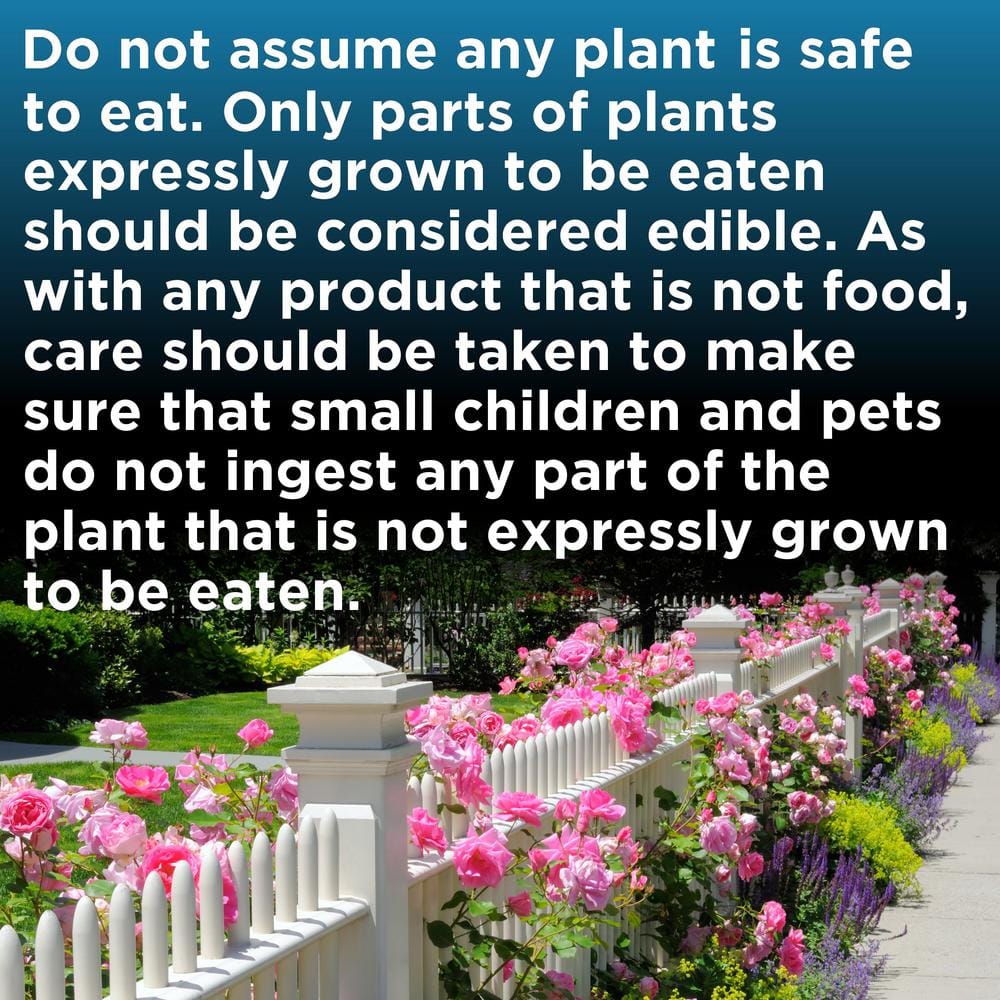 1 Gal. Camellia Red Twister Shrub with Red Flowers - Hercitys