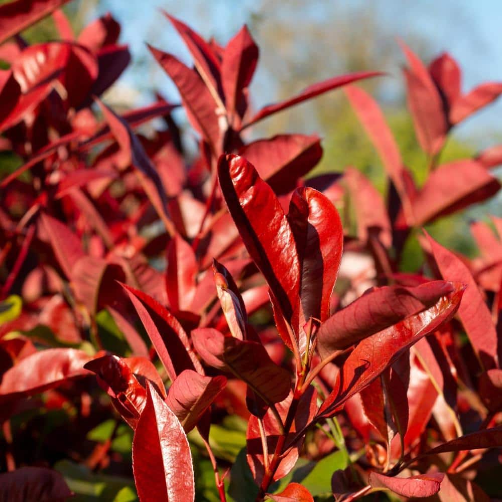 5-Container Red Tip Photinia Evergreen Privacy Shrub (2-pack) - Hercitys