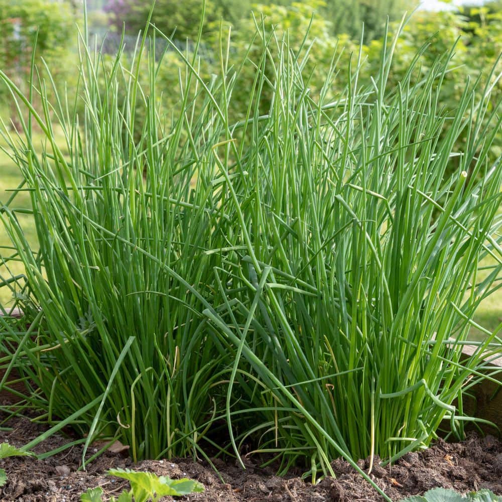 2.5 in. Chives Live Herb Plant (3-Pack) - Hercitys