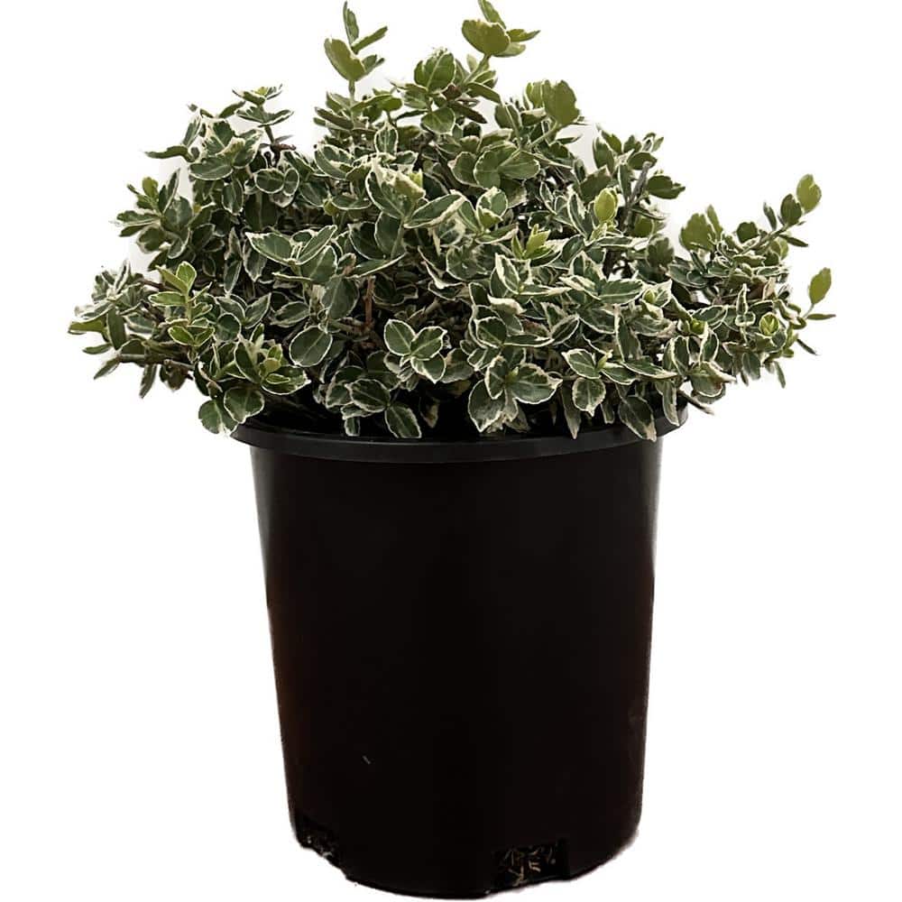 2.5 Qt. – Emerald Gaiety Euonymus Live Shrub with Green and White Folliage - Hercitys