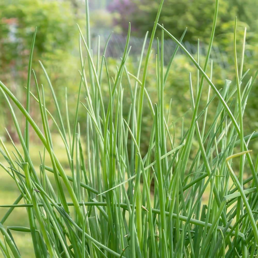2.5 in. Chives Live Herb Plant (3-Pack) - Hercitys