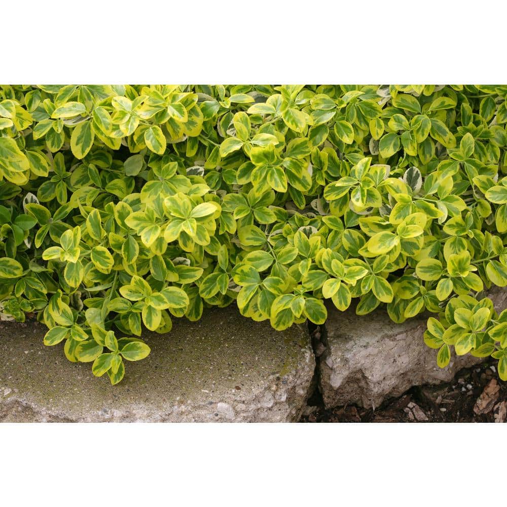 4.5 in. Qt. Gold Splash Wintercreeper (Euonymus) Live Evergreen Shrub, Green and Yellow Foliage - Hercitys