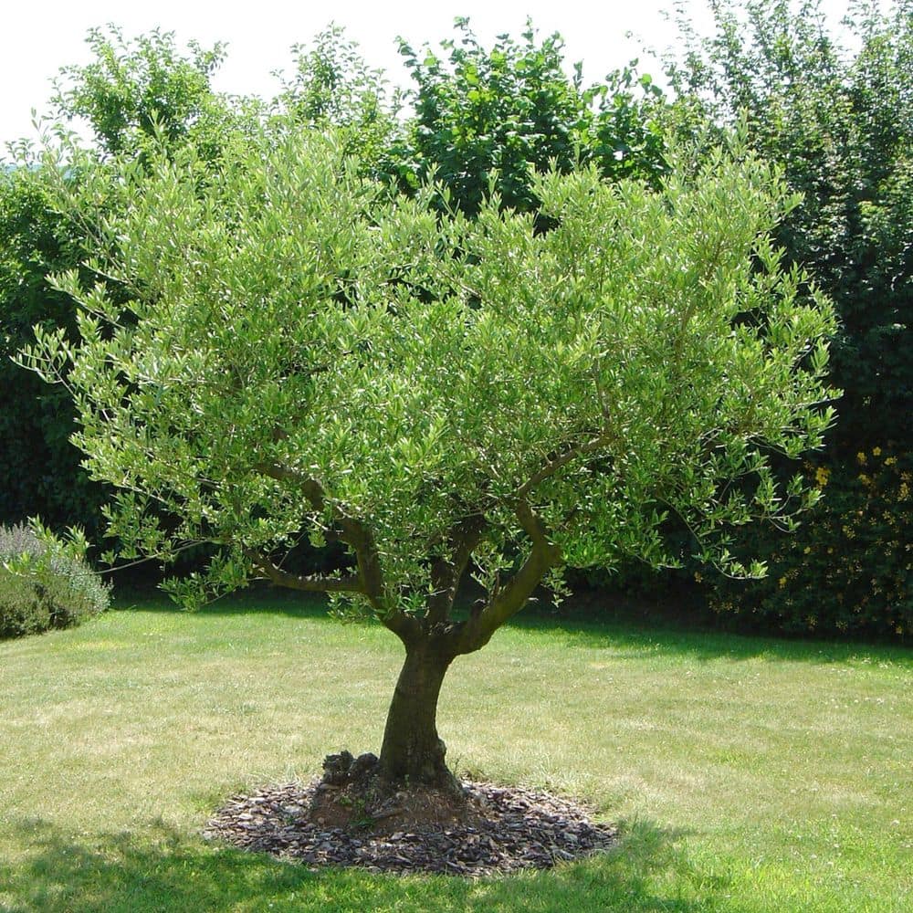 1 Gal. Olive Tree in Grower Container (1-Piece) - Hercitys