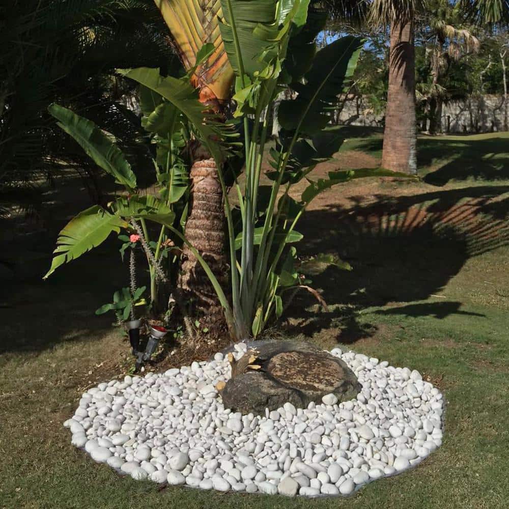 1 in. to 3 in., 30 lb. Small Egg Rock Caribbean Beach Pebbles - Hercitys