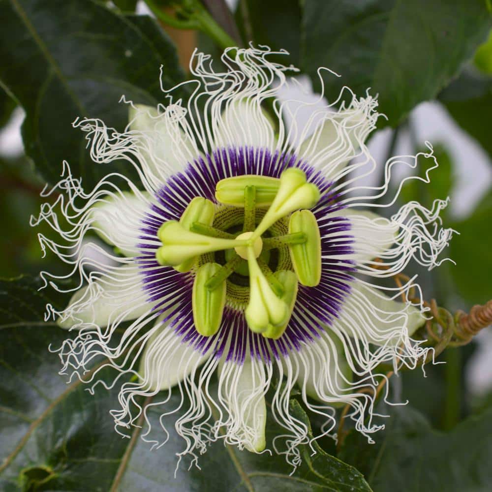 4 in. Passion Fruit Poppin’ Passion Annual Plant with White-Purple Flowers (3-Pack) - Hercitys