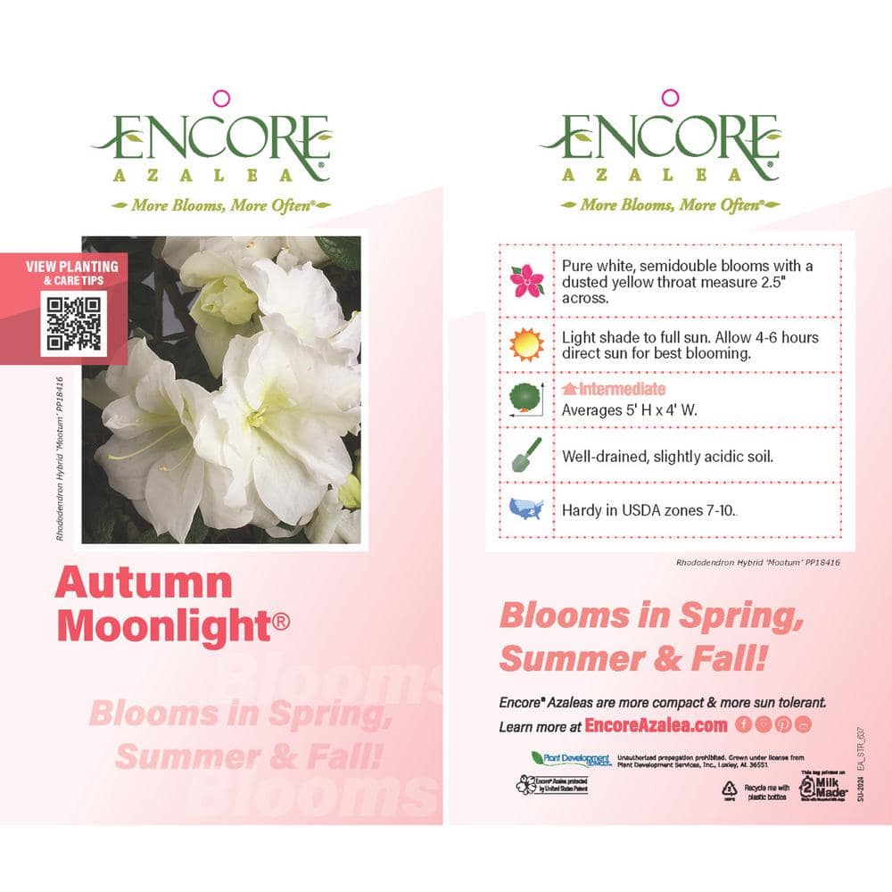 1 Gal. Autumn Moonlight – White Re-Blooming Compact Evergreen Shrubs - Hercitys