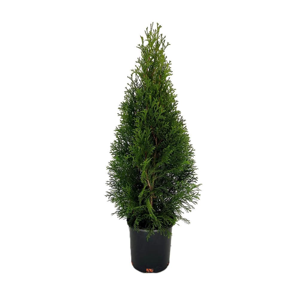 2.5 QT. – Emerald Green Arborvitae (Thuja) Live Evergreen Shrub, Green Foliage #1 Pot - Hercitys