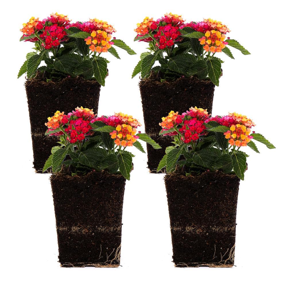 1 Qt. Pink Lantana Plant (4-Pack) - Hercitys