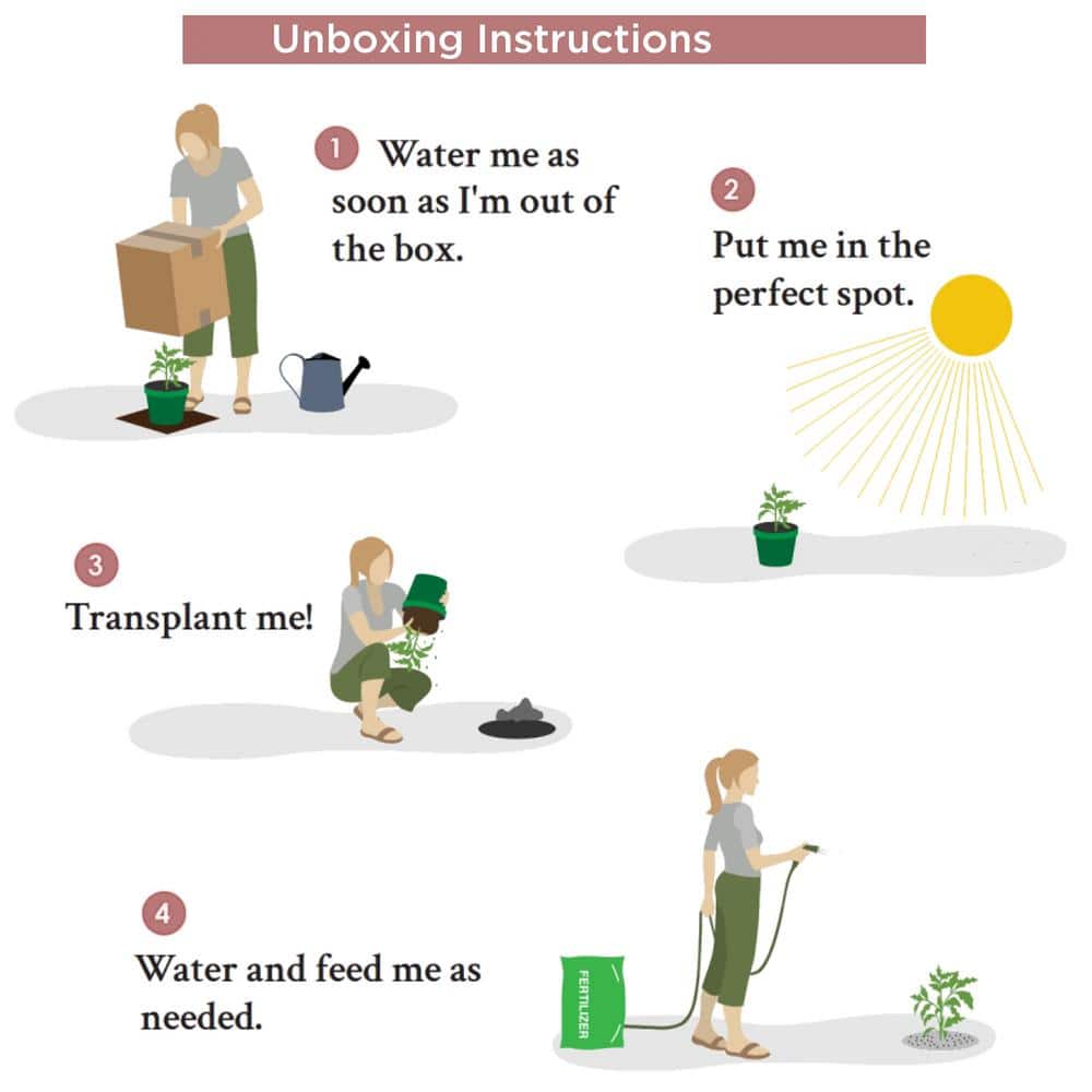 1 Gal. 2-N-1 Freedom Rose Plant with Pink and Red Flowers - Hercitys