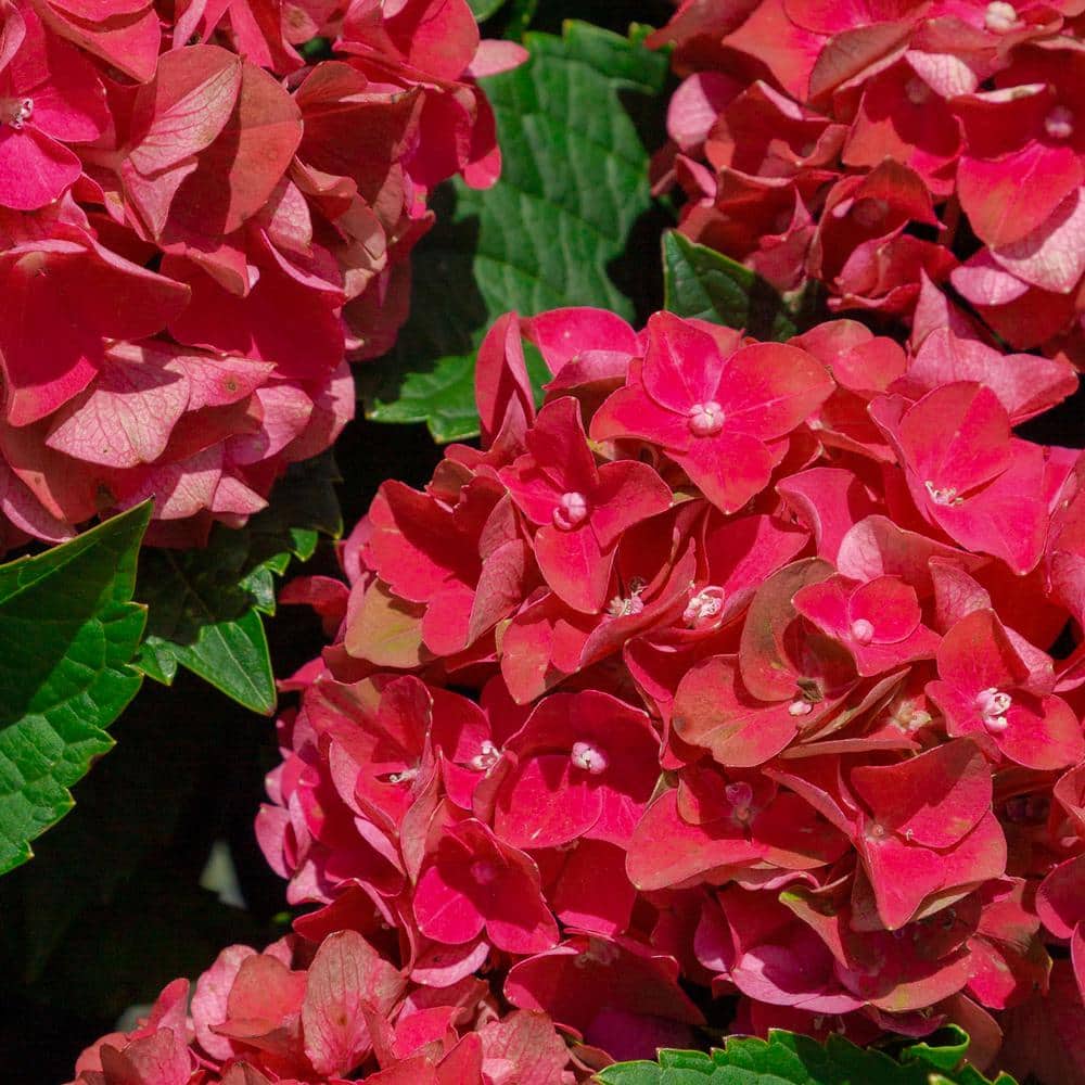 2 Gal. Heart Throb Hydrangea with Cherry Red Flowers - Hercitys
