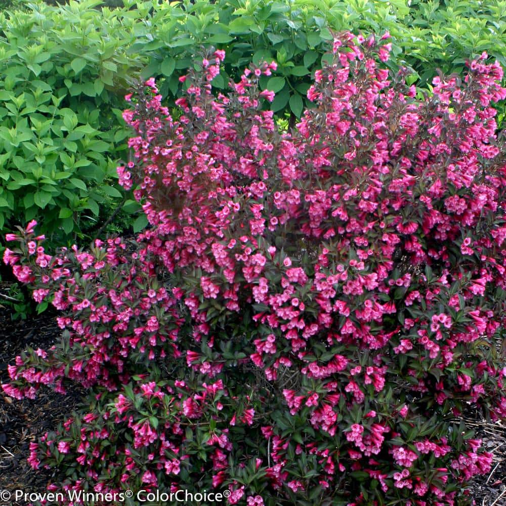 4.5 in. Qt. Wine and Roses Reblooming Weigela (Florida) Live Shrub, Pink Flowers and Dark Purple Foliage - Hercitys