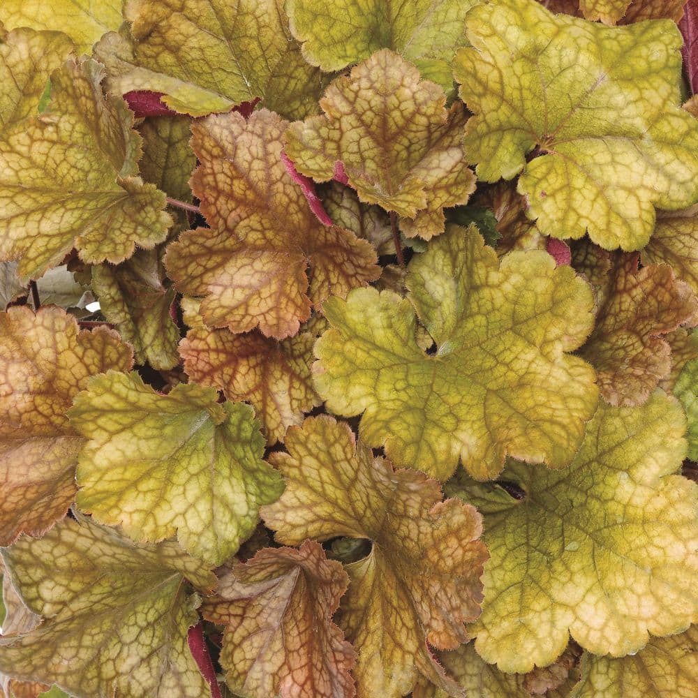 4.5 in. Qt. Dolce Toffee Tart Coral Bells (Heuchera Hybrid) Live Perennial Plant with Orange Foliage - Hercitys
