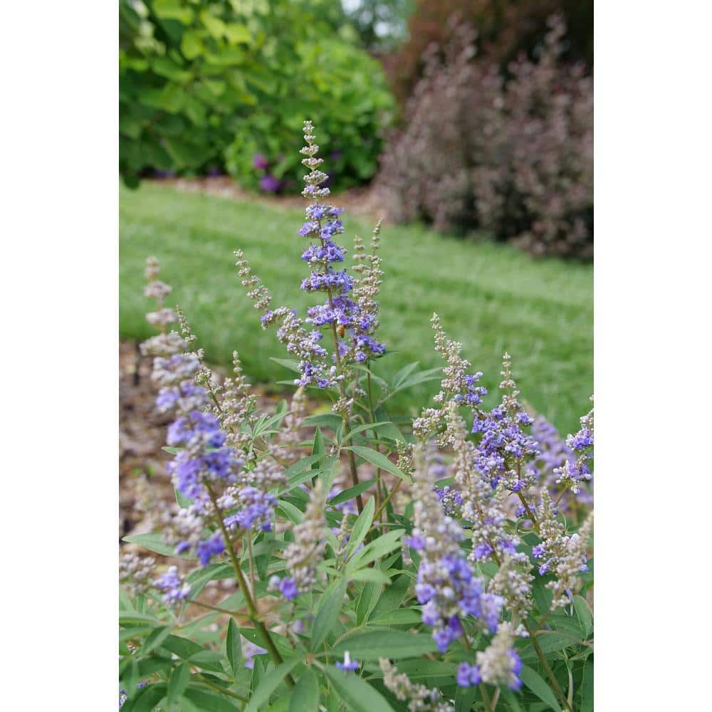 4.5 in. qt. Rock Steady Chastetree (Vitex agnus-Castus) Live Flowering Shrub with Purple Flowers - Hercitys