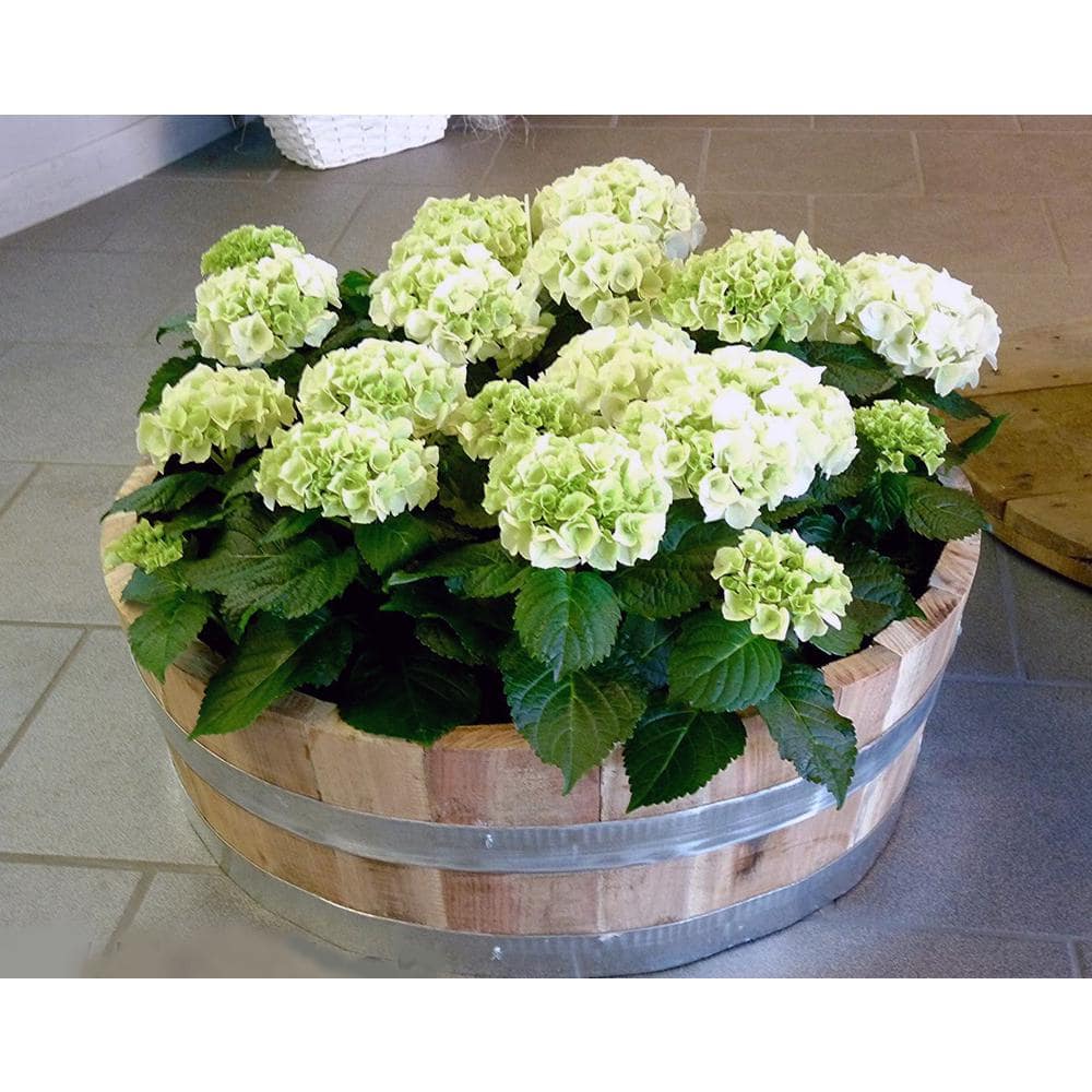 25 in. Dia x 9 in. H Natural Wood Wine Barrel - Hercitys