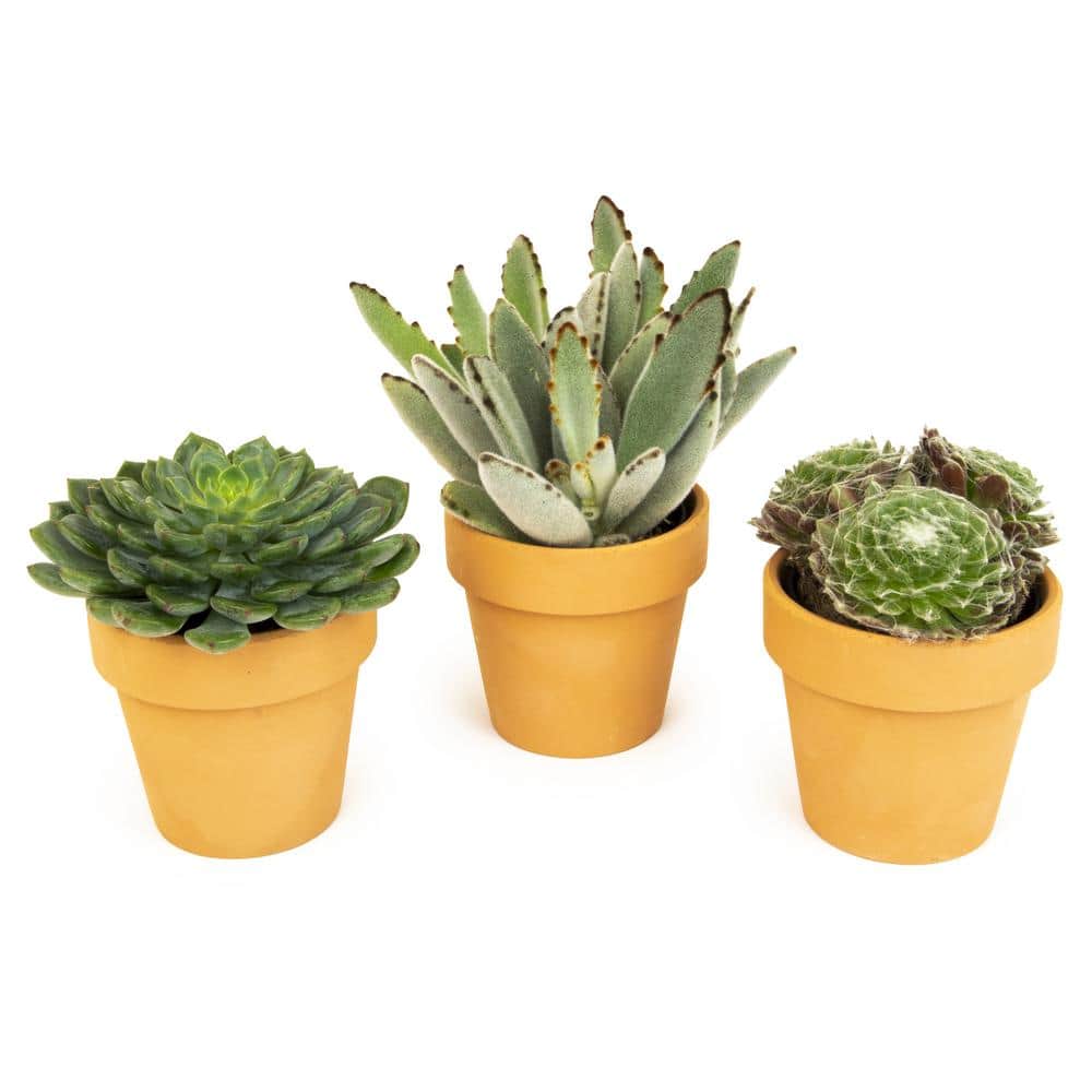 2.5 in. Assorted Succulent 3-Pack in Terra Cotta Clay Pot - Hercitys