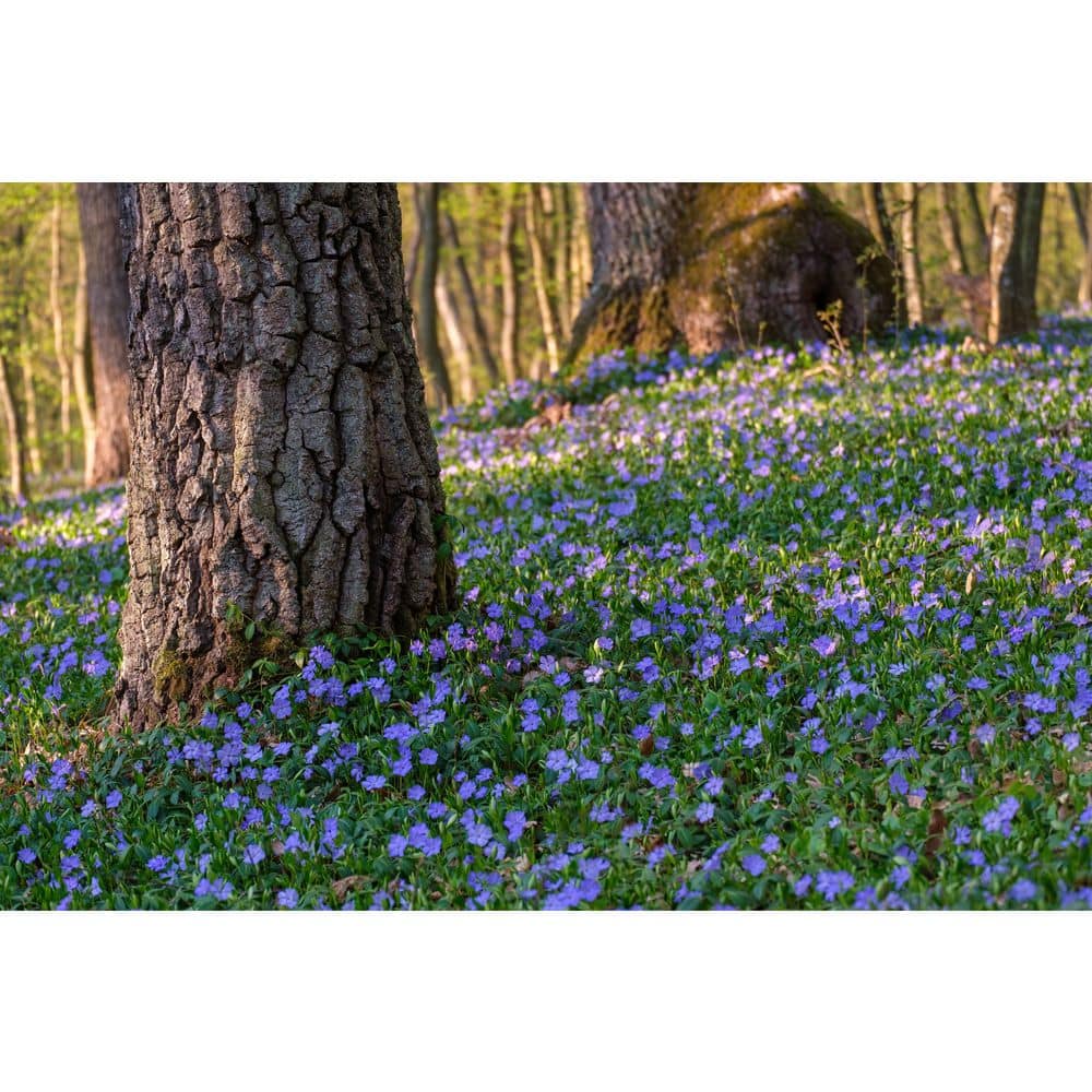 1 Gal. Periwinkle Flowering Groundcover Shrub with Violet-Blue Flowers (2-Pack) - Hercitys
