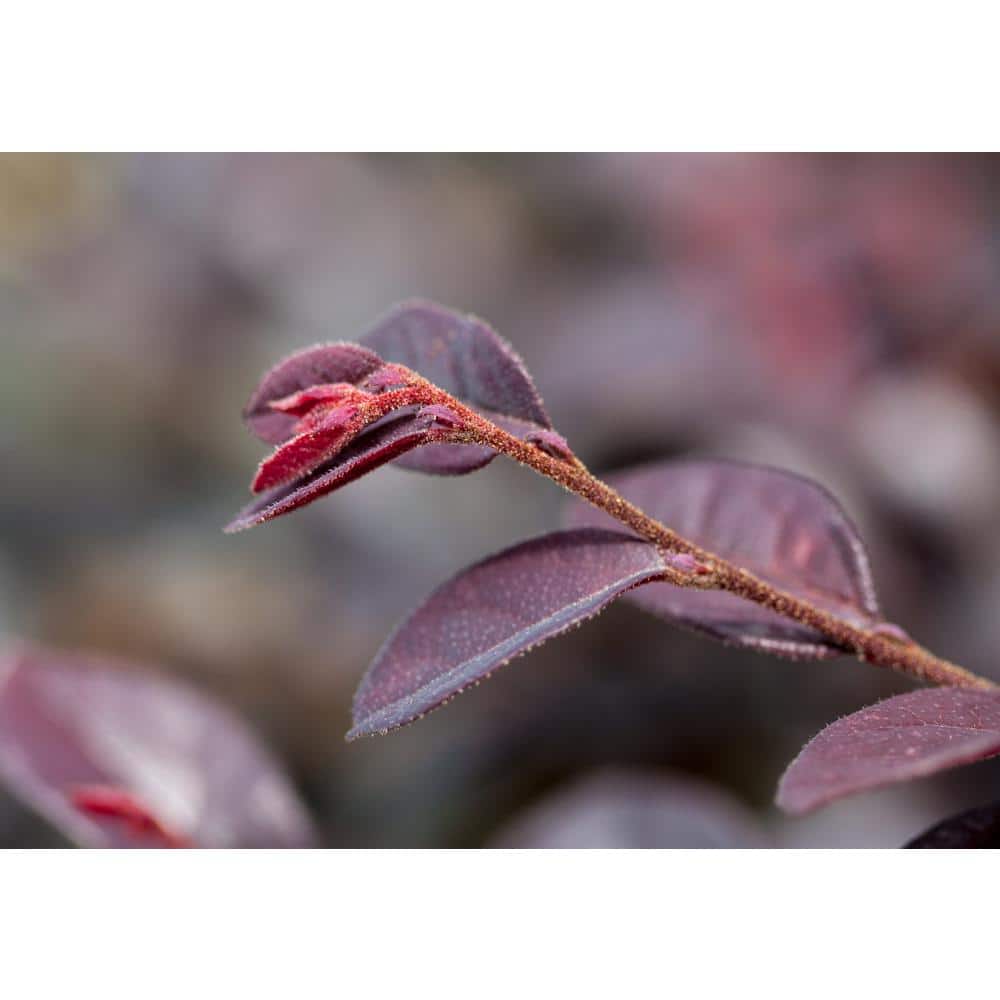 3 Gal. Crimson Fire Loropetalum Shrub with Dark Purple Foliage, Neon-Pink Flowers - Hercitys