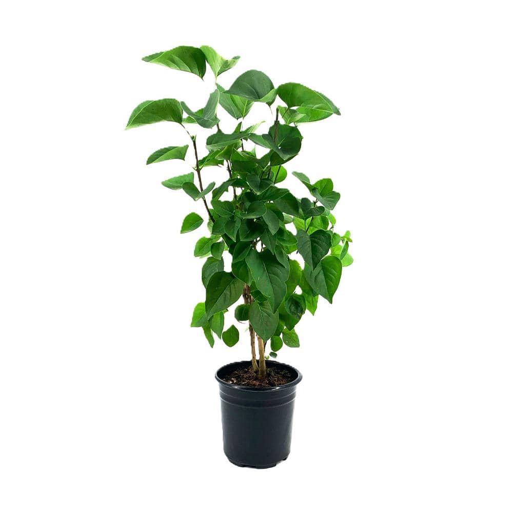 2.5 qt. Fiala’s Remembrance Lilac (Syringa) Live Shrub, Bright White Flowers #1-Pot - Hercitys