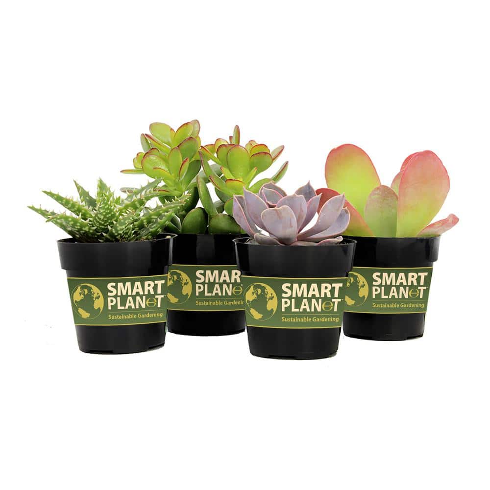 2.5 in. Assorted Succulents Plants (4-Pack) - Hercitys