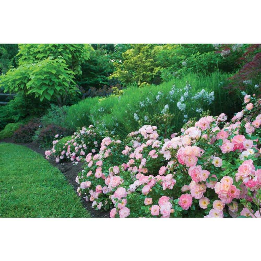 1 Gal. Peach Drift Live Rose Bush with Pink-Orange Flowers - Hercitys
