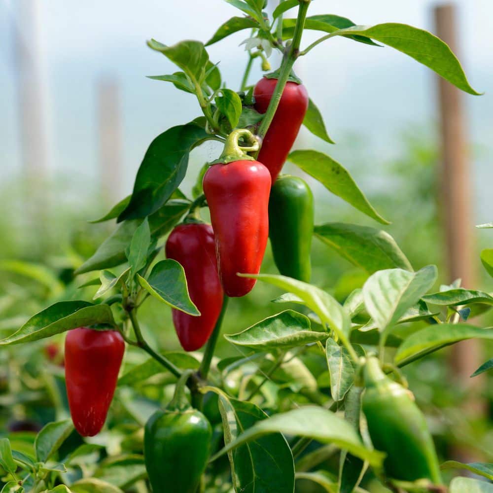 2.5 in. Chile Pepper Early Jalapeno Plant 3-Piece - Hercitys