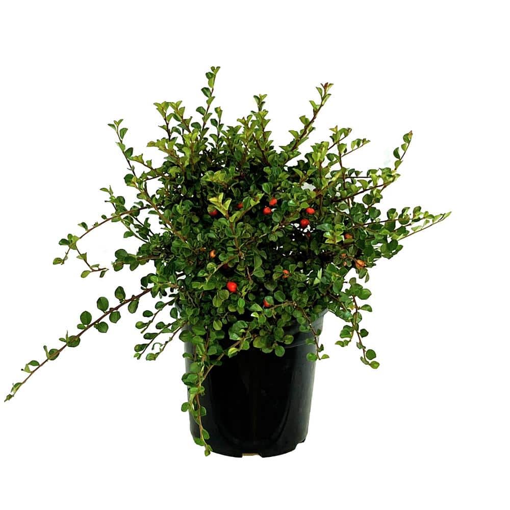 2.5 Qt. Cranberry Cotoneaster Live Shrub with Beautiful Red, Winter Berries - Hercitys