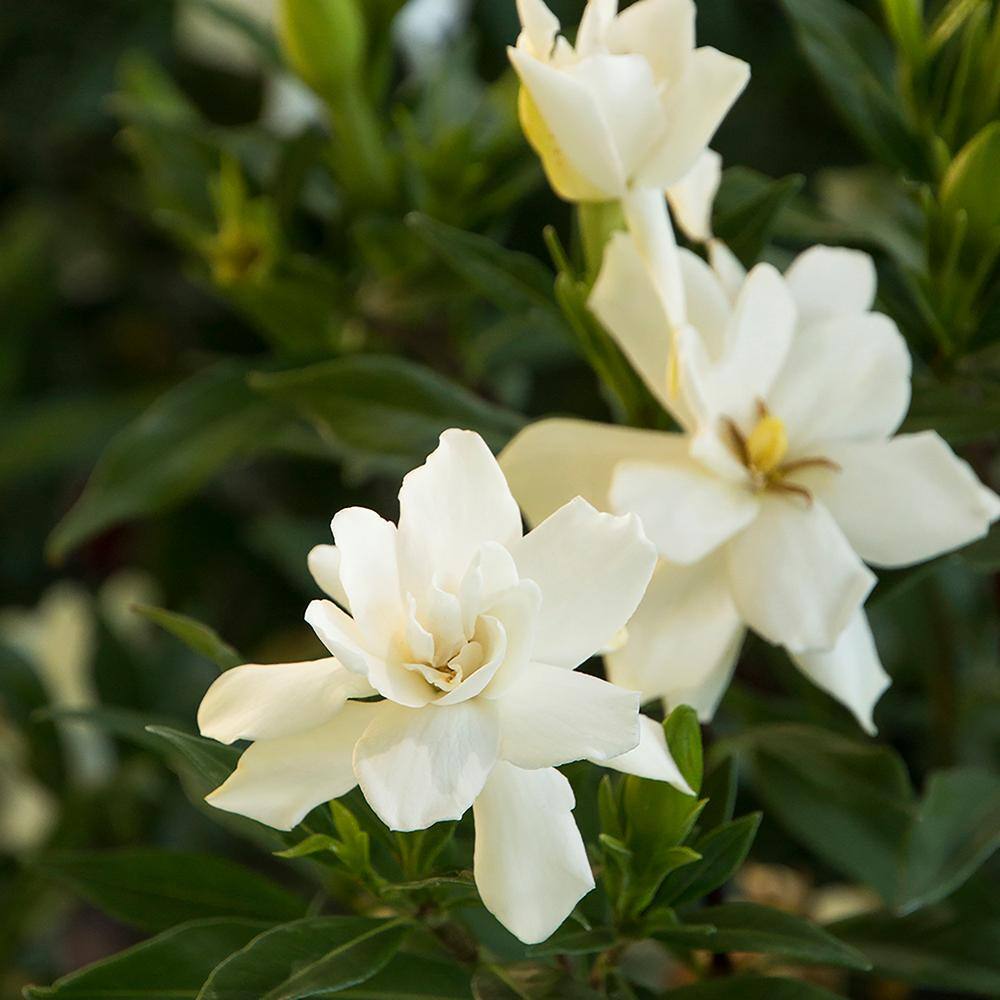 2.25 Gal. Gardenia Frostproof Shrub with White Flowers - Hercitys