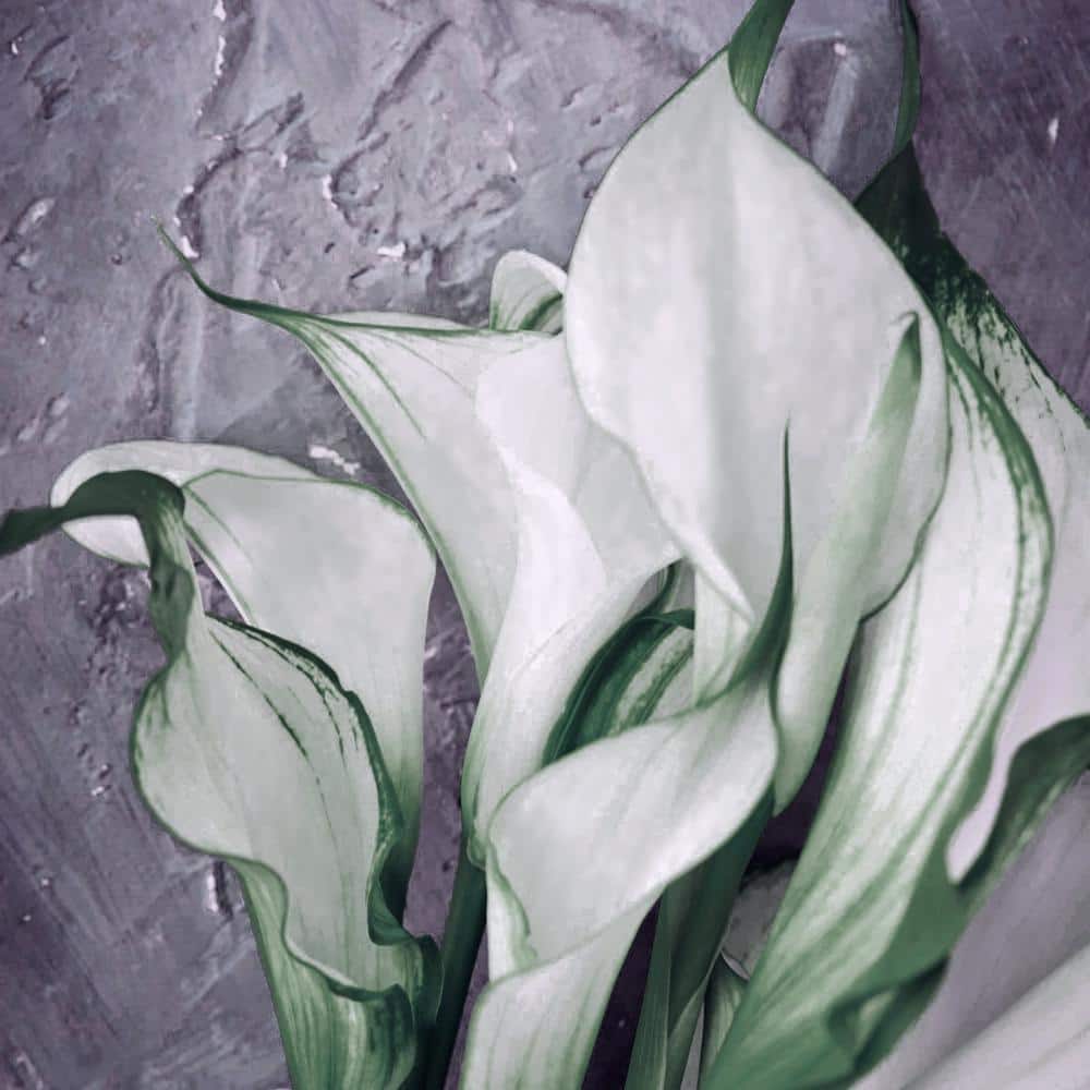 1 gal. Calla Lily Frozen Queen Perennial Plant with White Flowers - Hercitys