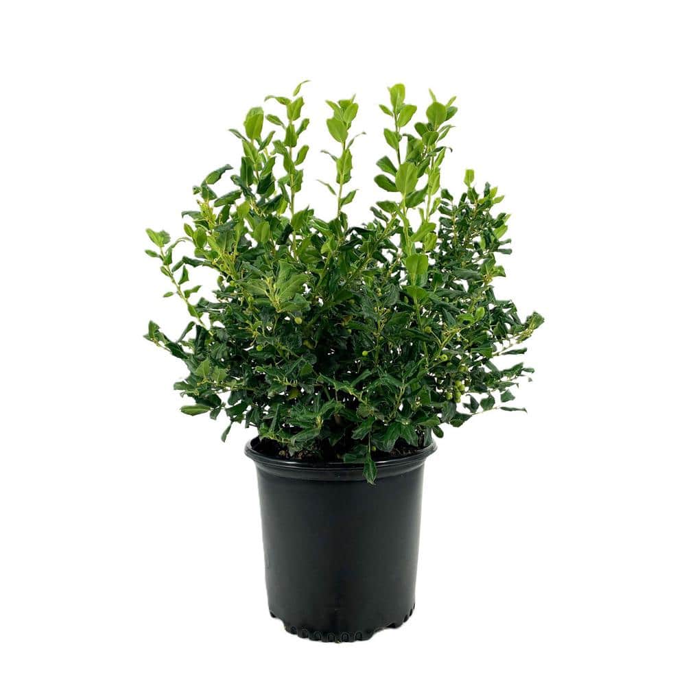 2.25 Gal. China Girl Holly Ilex x Meserveae ‘China Girl’ Evergreen Live Shrub - Hercitys