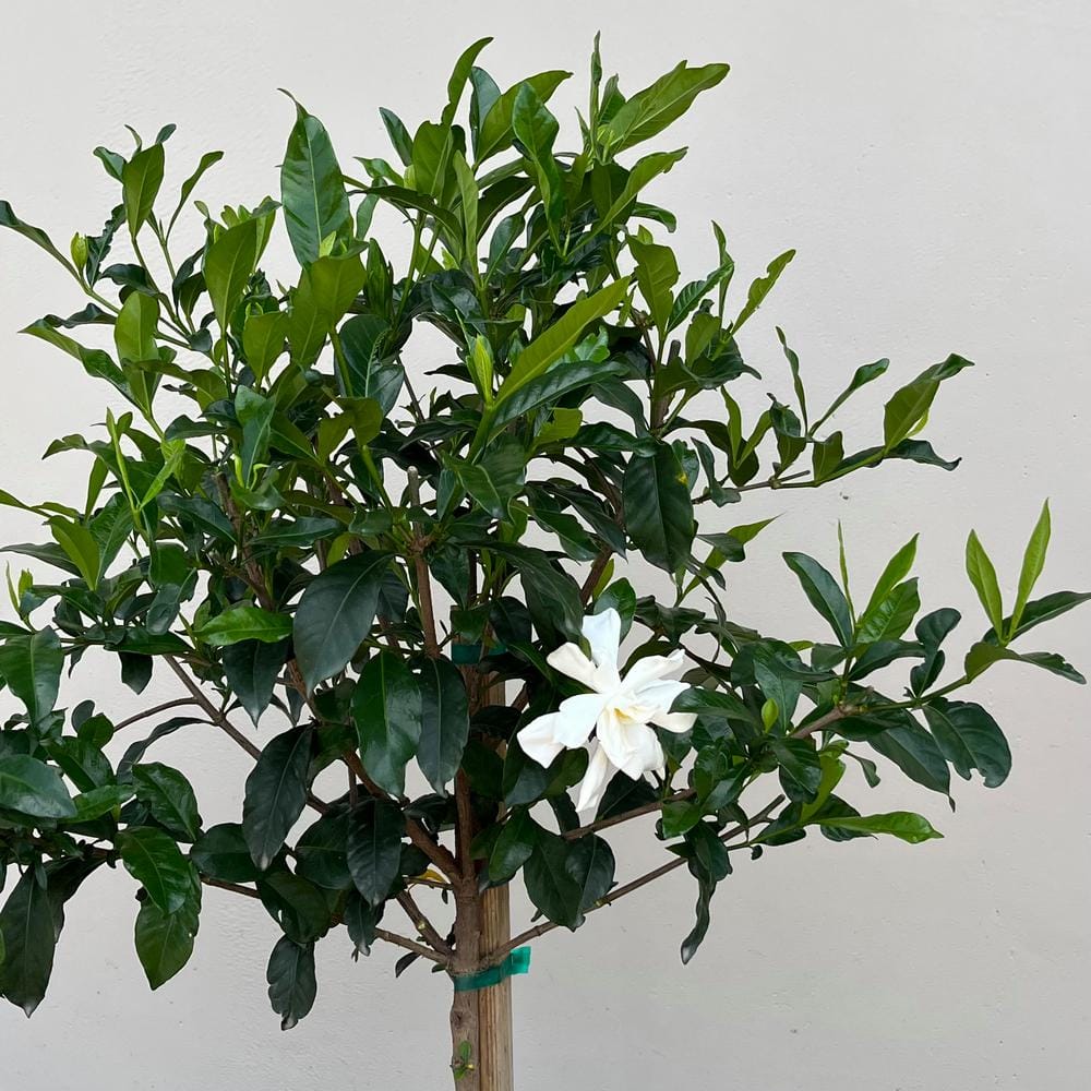#3 Container Everblooming Gardenia Evergreen Patio Tree - Hercitys