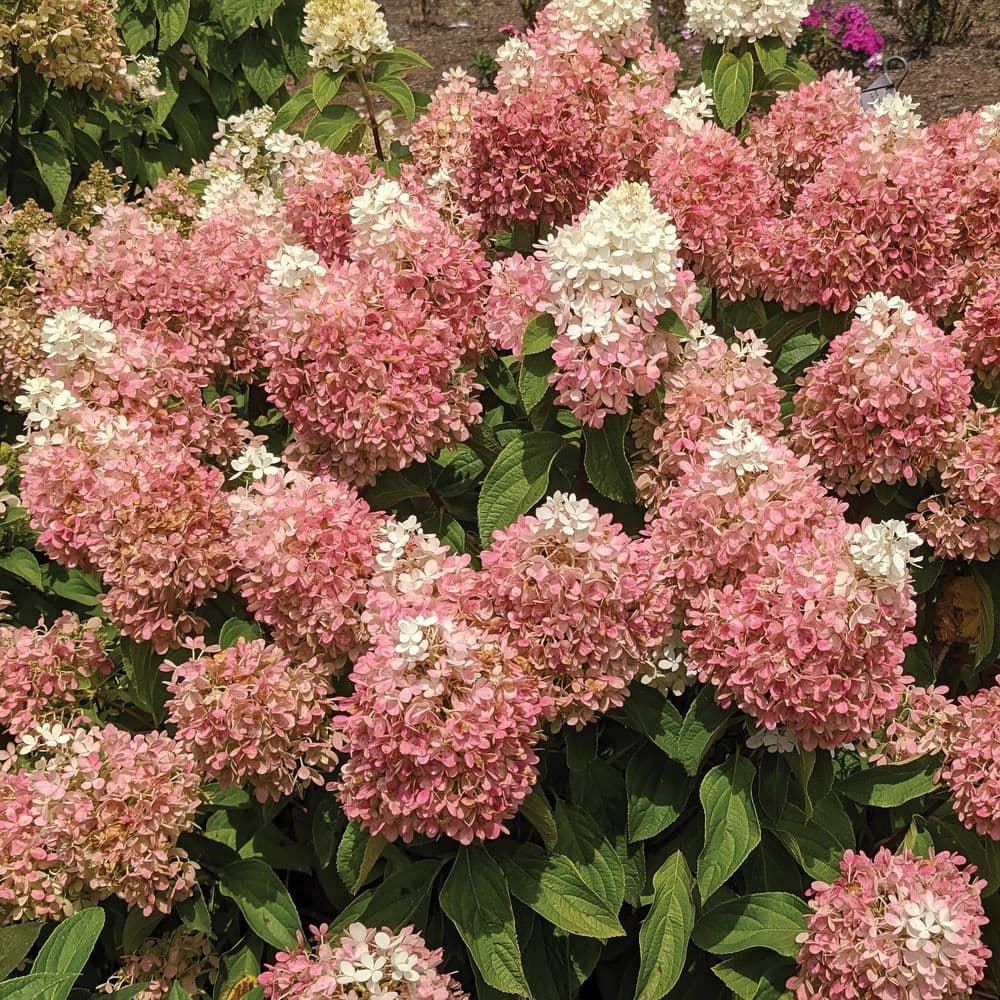 1 gal. Hydrangea Sweet Starlight Shrub with White and Pink Flowers - Hercitys