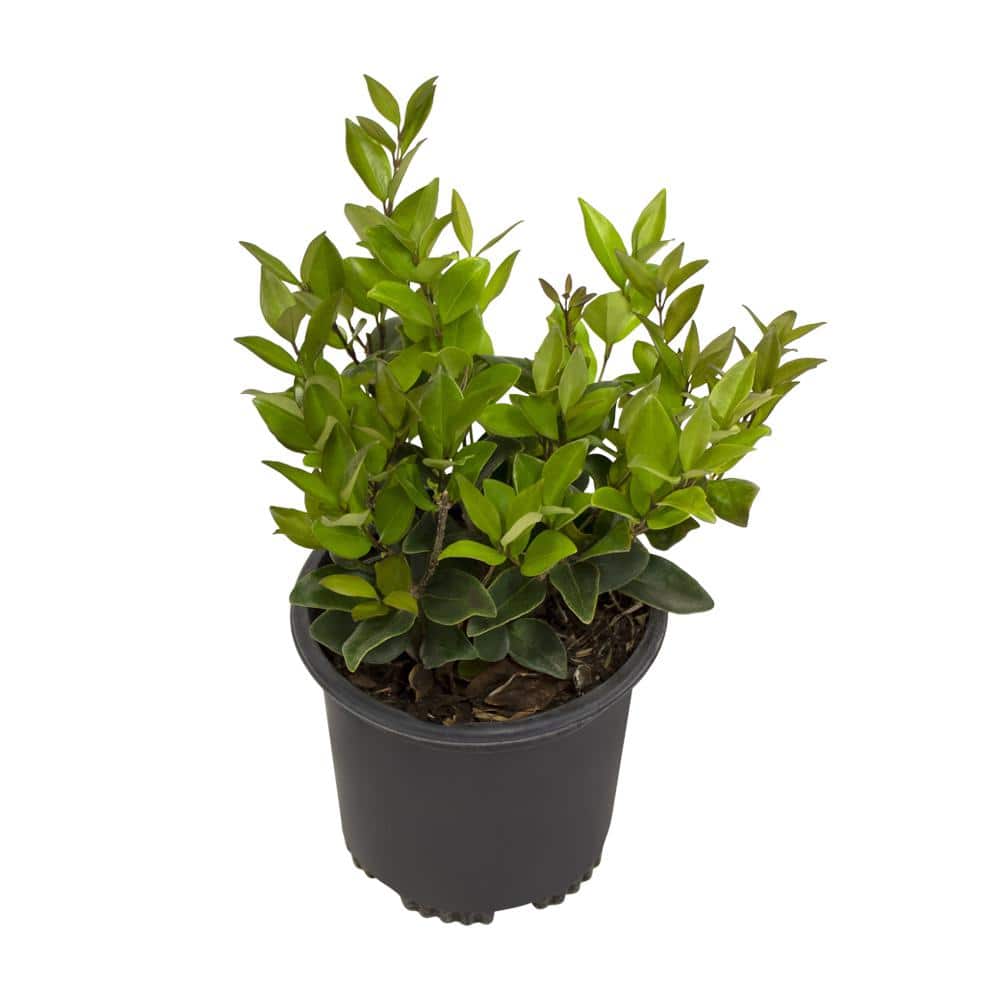 1 Gal. Ligustrum Japonicum Texanum Shrub Plant - Hercitys