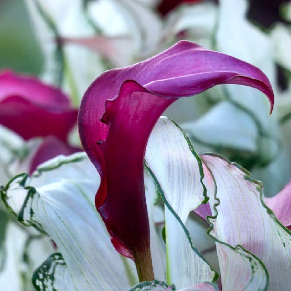 1 gal. Calla Lily Frozen Queen Perennial Plant with White Flowers - Hercitys