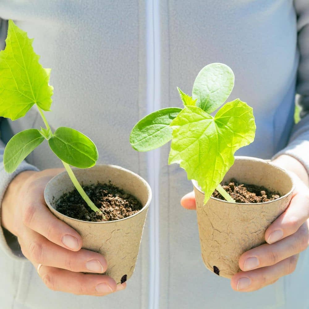 3.1 in. Peat Pots with 60 Piece Plant Labels Biodegradable Pots for Seedlings Starting Trays w/ Drainage Holes (60-Pack) - Hercitys