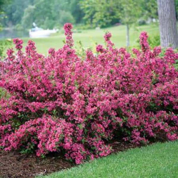 1 Gal. Minuet Weigela Shrub Innumerable Fragrant Fuchsiacolored Blossoms - Hercitys