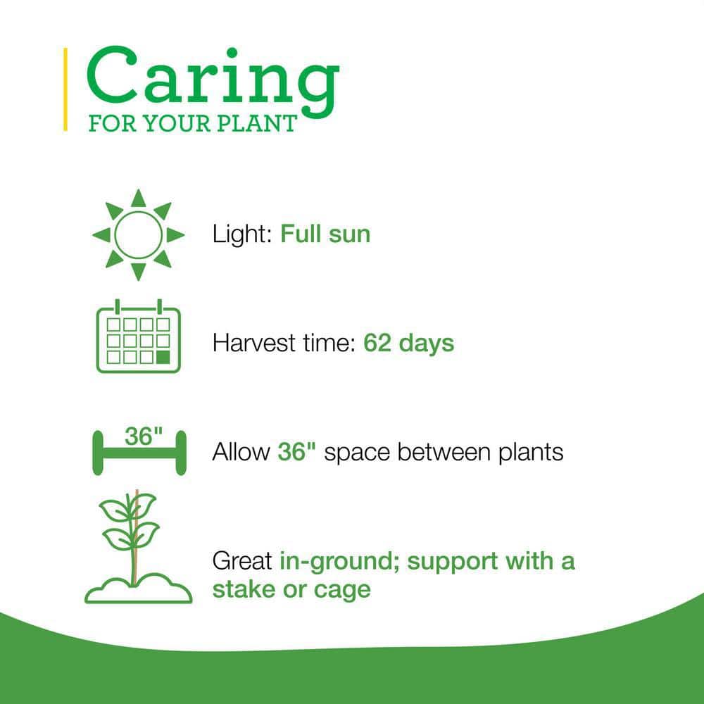 19 oz. Tami G Grape Tomato Plant (2-Pack) - Hercitys