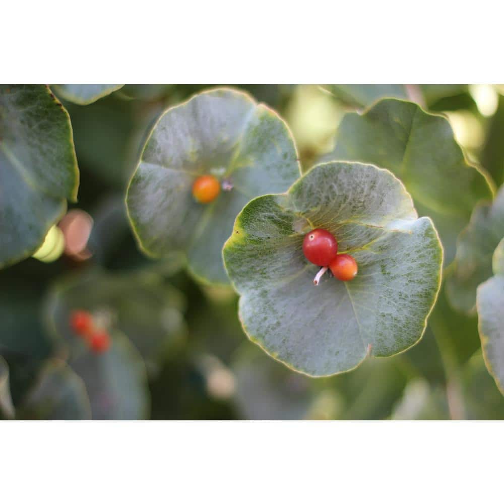 1 Gal. Kintzley’s Ghost Honeysuckle (Lonicera Reticulata) Live Flowering Shrub with Yellow and White Flowers - Hercitys