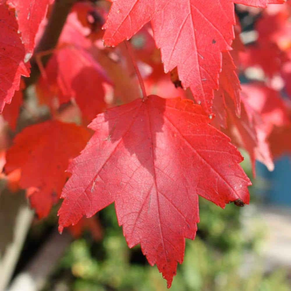 #5 Pot Sun Valley Maple Tree - Hercitys