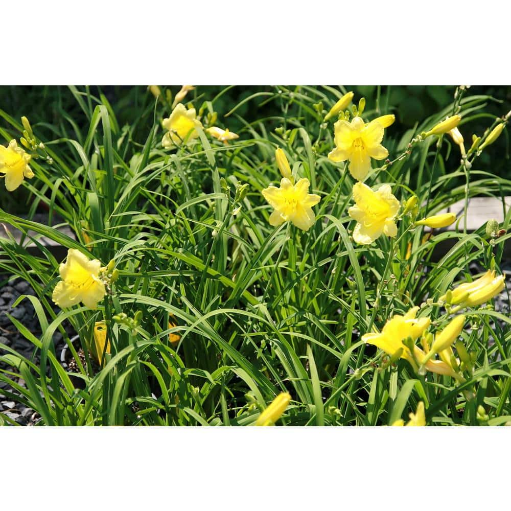 1 Gal. Happy Returns Daylily Numerous Golden Flowers Rebloom Until First Frosts - Hercitys