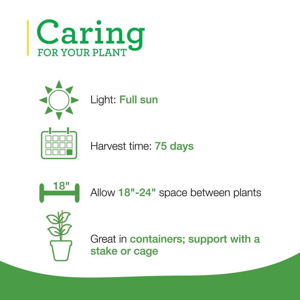 19 oz. Sweet Banana Pepper Plant (2-Pack) - Hercitys