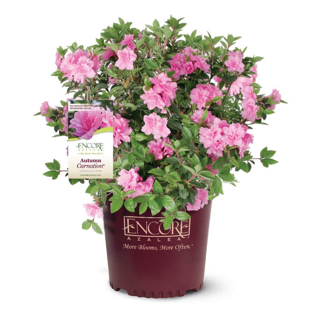 1 Gal. Autumn Carnation Reblooming Azalea Shrub with Pink Flowers - Hercitys