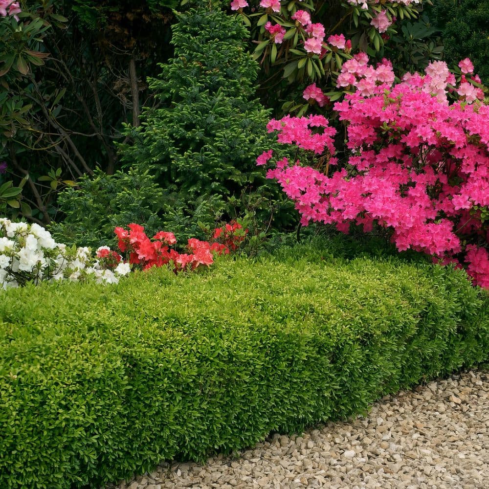 1 gal. Boxwood Wintergreen Shrub - Hercitys