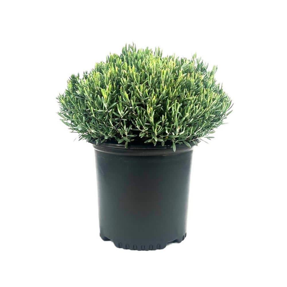 1.5 Gal. Bog Rosemary Andromeda Live Shrub with Pale Pink Flowers - Hercitys