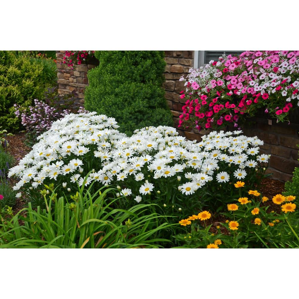 1 Gal. Amazing Daisies Daisy May Shasta Daisy (Leucanthemum) Live Plant, White Flowers - Hercitys